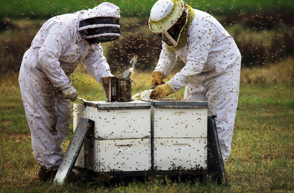 Mystery Malady Kills More Bees, Heightening Worry on Farms