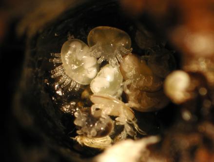  New MSU research reveals that Varroa mites, the most-serious threat to honeybees worldwide, are infiltrating hives by smelling like bees. Photo by Zachary Huang 