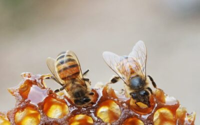 Affordable Bee Removal Services