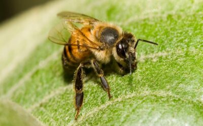 San Bernardino Bee Hive Removal