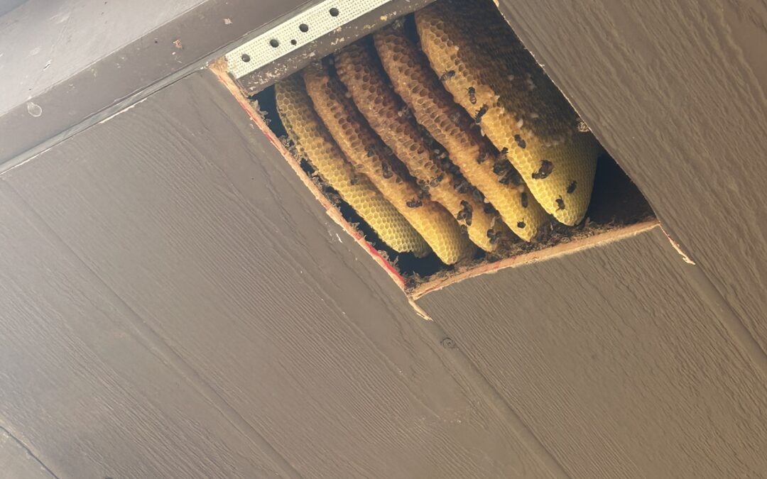 Beehive removal from porch roof