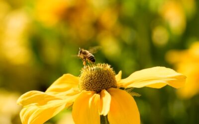 Montclair Bee Removal