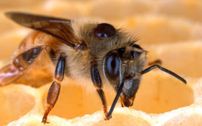 Hemet Bee Removal