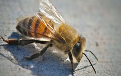 Grand Terrace Bee Removal