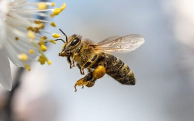 Edgemont Bee Removal
