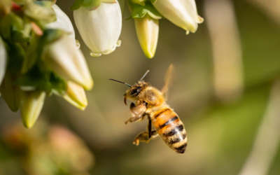 Eastvale Bee Removal
