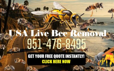 Expert Wasp, Bees and Yellow Jacket Removal