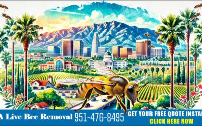 Live Bee Removal in Riverside and the Inland Empire