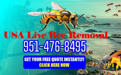 Orange County Bee Removal