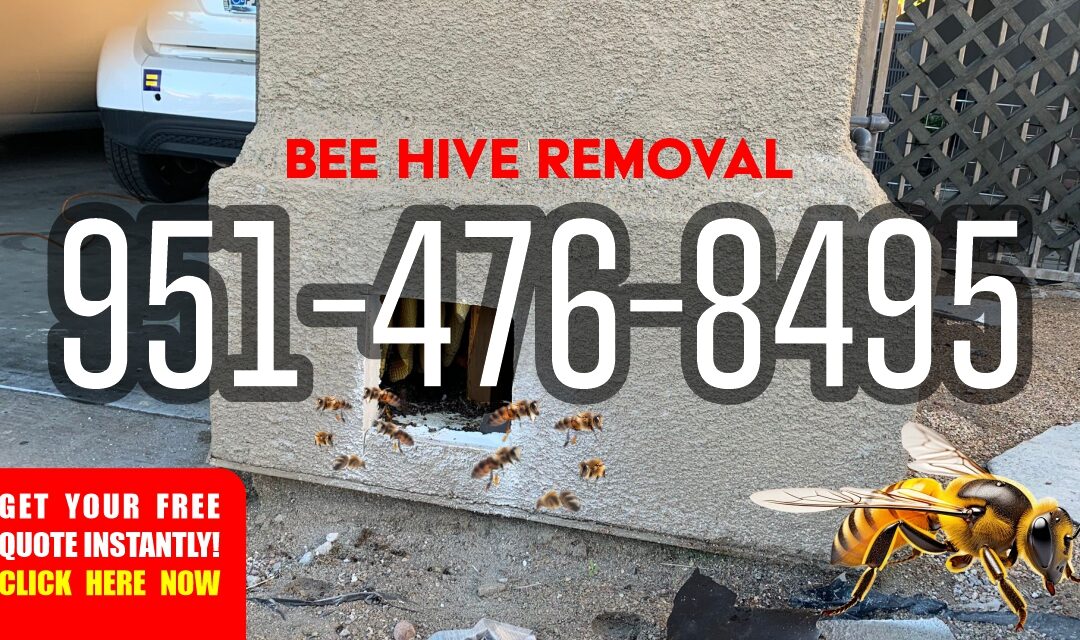 Beekeeper from USA Live Bee Removal safely removing a hive from a home