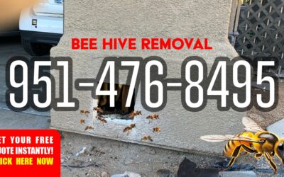 Bee Hive Removal