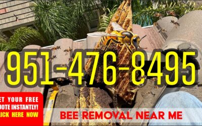 Bee Removal Near Me