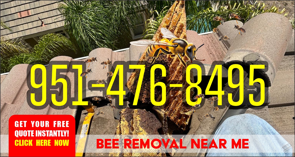 Free Bee Removal Near Me Effective Solutions for a Safe and Pest-Free Environment