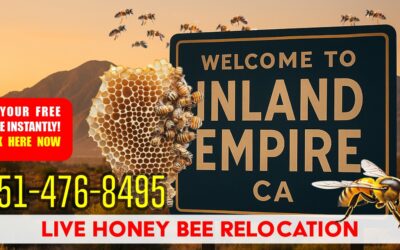 Live Honey Bee Relocation