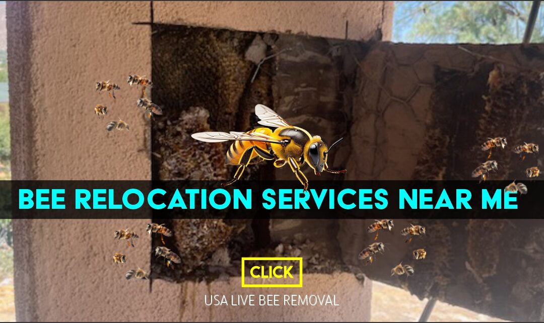 Bee relocation services near me – specialist removing swarm safely