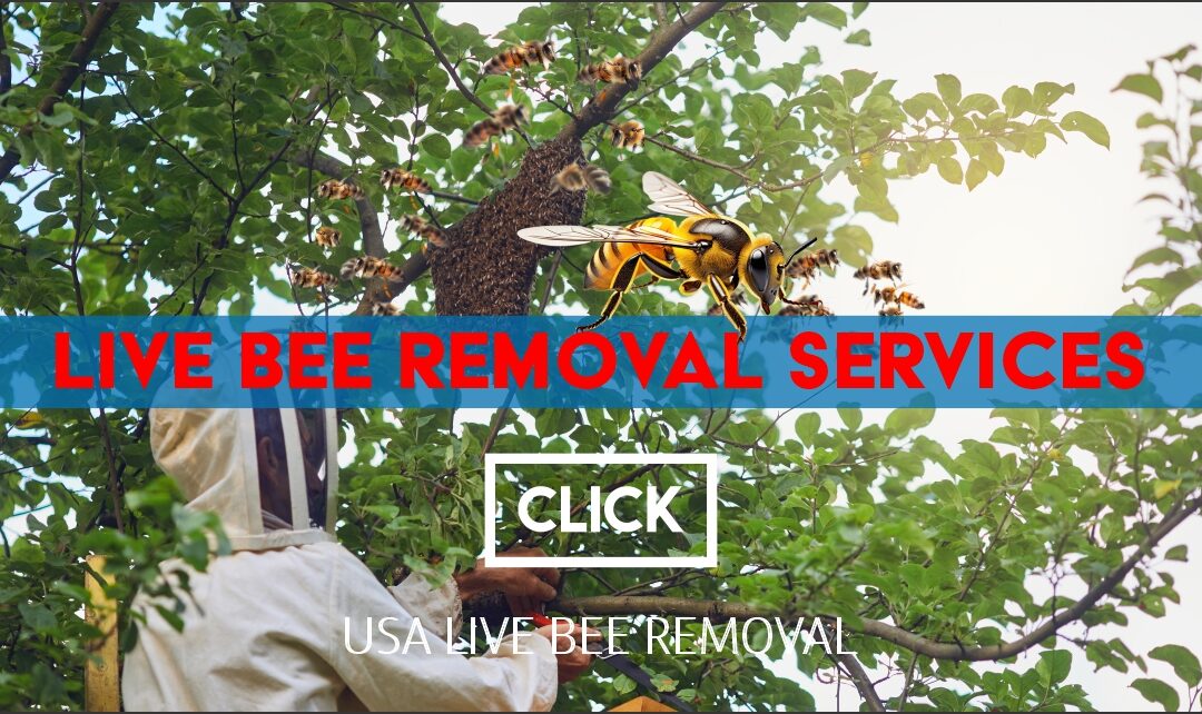 Professional safely removing a live bee hive from a home roof