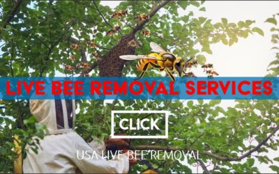 Live Bee Removal Services