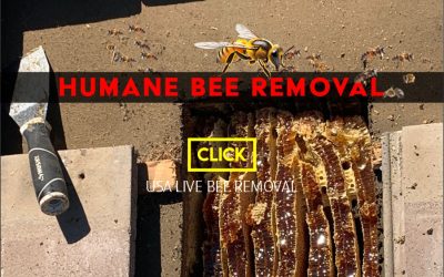 Humane Bee Removal
