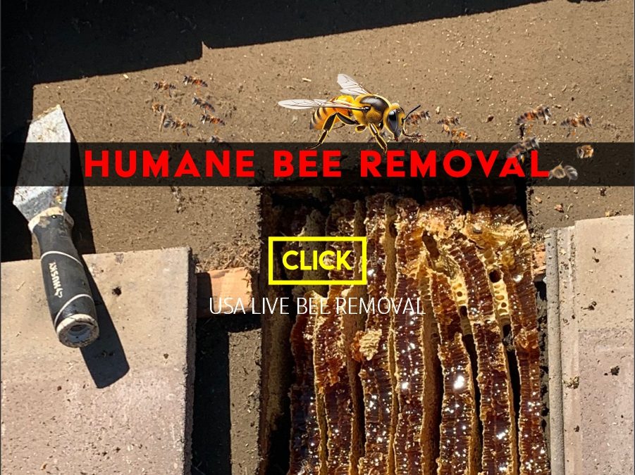 Technician performing humane bee removal from a tree in Riverside, CA