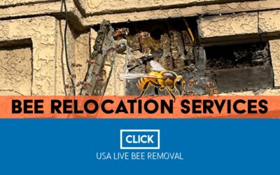 Bee Relocation Services