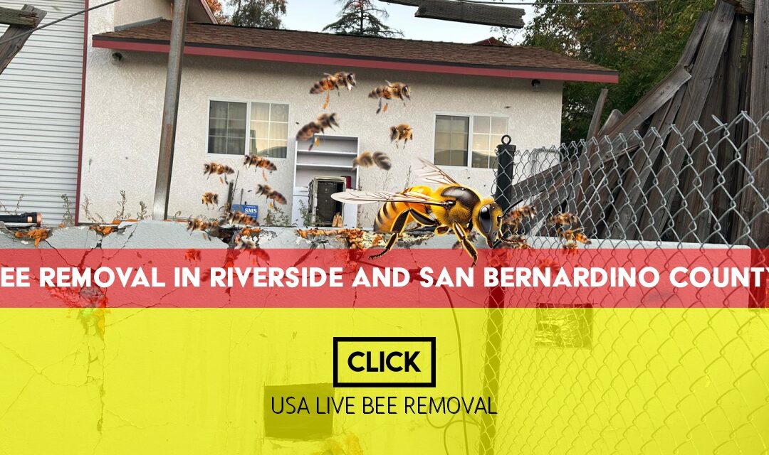 Bee removal specialist safely relocating a beehive in Riverside County home.