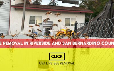 Bee Removal in Riverside and San Bernardino County