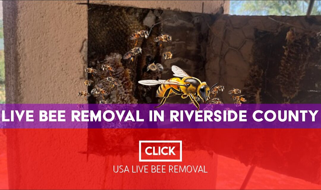 Technician performing live bee removal in Riverside County home.