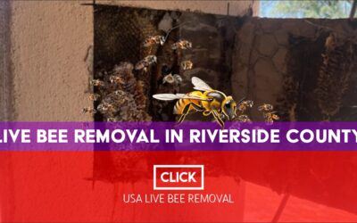 Live Bee Removal in Riverside County