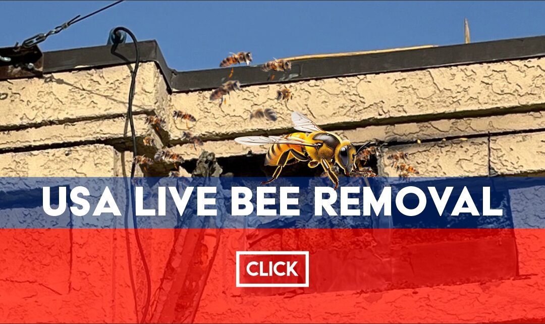Technician performing USA Live Bee Removal from a home safely relocating bees.