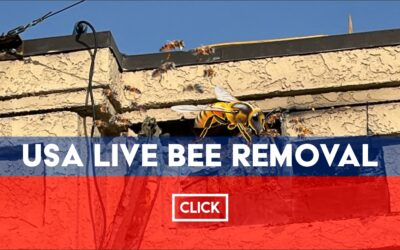 USA Live Bee Removal