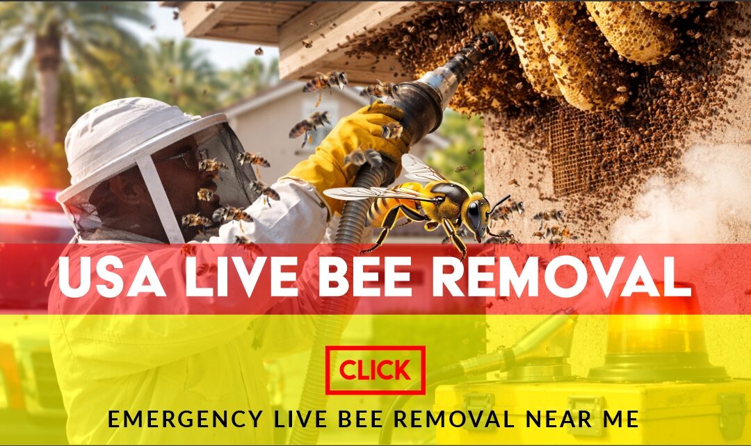 Emergency live bee removal technician safely relocating a bee hive