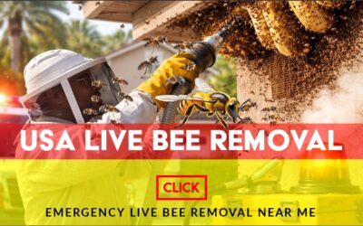Emergency Live Bee Removal Near Me
